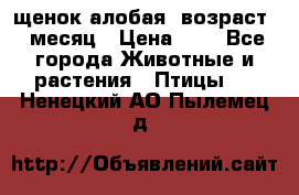 щенок алобая .возраст 1 месяц › Цена ­ 7 - Все города Животные и растения » Птицы   . Ненецкий АО,Пылемец д.